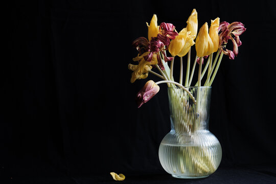 yellow wilting tulips in vase