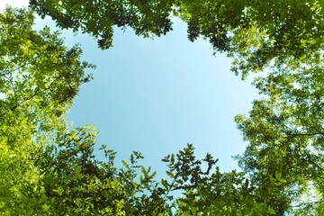 Low angle view of lush green tree branches forming a natural circular frame against a clear blue sky. Concept for fresh air, nature conservation, environmental protection, and freedom with copy space. © AAUB
