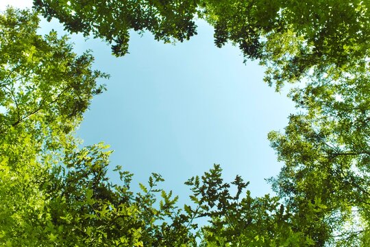 Low angle view of lush green tree branches forming a natural circular frame against a clear blue sky. Concept for fresh air, nature conservation, environmental protection, and freedom with copy space.