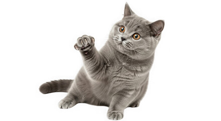 Fototapeta premium A playful british shorthair cat with grey fur and orange eyes reaching out its front paw isolated on transparent background