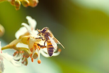 Close-up of a honey bee collecting nectar and pollen from white spring blossoms. Macro nature shot with soft green background and copy space for biodiversity and environment concepts. © AAUB