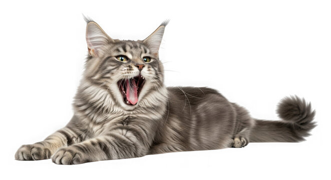 Majestic tabby maine coon cat lying down and yawning with its mouth wide open showing teeth isolated on transparent background