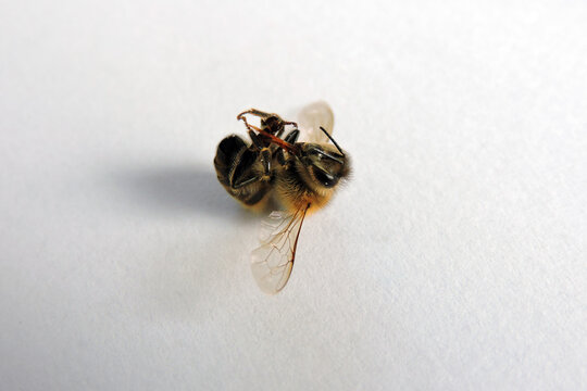 Macro shot of a honey bee with extended proboscis, dead bee anatomy on white background, high detail insect photography