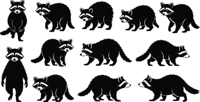 Raccoon silhouette collection with standing and walking forest animal poses, black wildlife icons set isolated on white background, cad drawing flat vector illustration.
