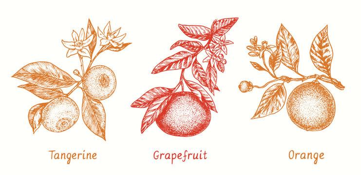 Tangerine, grapefruit and orange fruit collection on branch with leaves and flowers. Ink doodle drawing in woodcut style  
