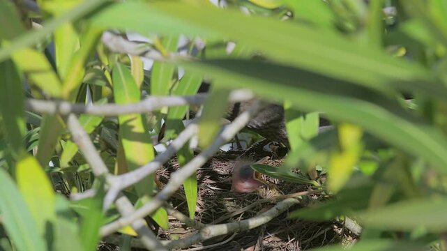 Mother blackbird gives food to her young in the nest