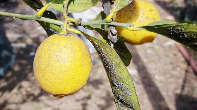 Close-up of lemon tree leaves covered with sooty mold caused by pest infestation such as aphids or scale insects. Agricultural problem, plant disease, and crop damage concept i