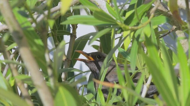 The mother blackbird watches prying eyes to protect the nest with her young