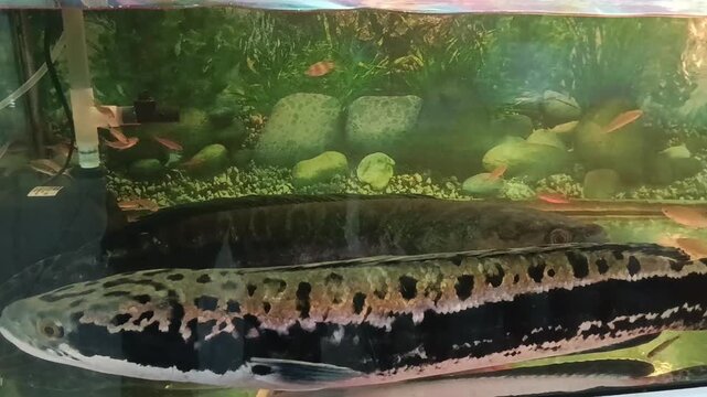fish in the market