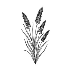 Fototapeta premium grass wheat botanical illustration line art depicting a simple plant growing elegantly perfect for natural and organic designs on white