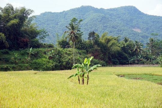 view of fertile rice fields with yellowing rice plants, lush hills and green trees, banana trees growing in the rice fields, a calm and beautiful tropical rural atmosphere                             