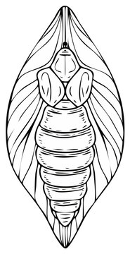 Detailed Butterfly Pupa Illustration. Vector drawing of a pupal stage of a butterfly in black and white.
