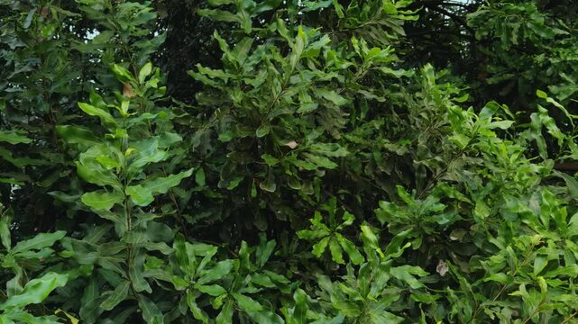 tree of Macadamia nut, Queensland nut, bush nut, maroochi nut or bauple nut.North Shore Macadamia Nut Company.  Haleiwa, City of Honolulu, Ohau, Hawaii.