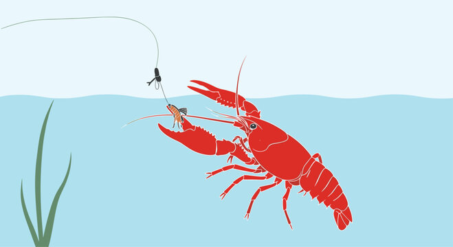 Red crawfish underwater reaching its claws toward a fishing lure on a line for outdoor recreation and fishing themes.