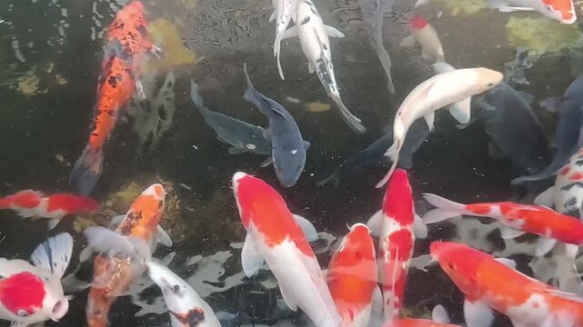 A cluster of koi fish swim elegantly, their colors reflecting in the water.