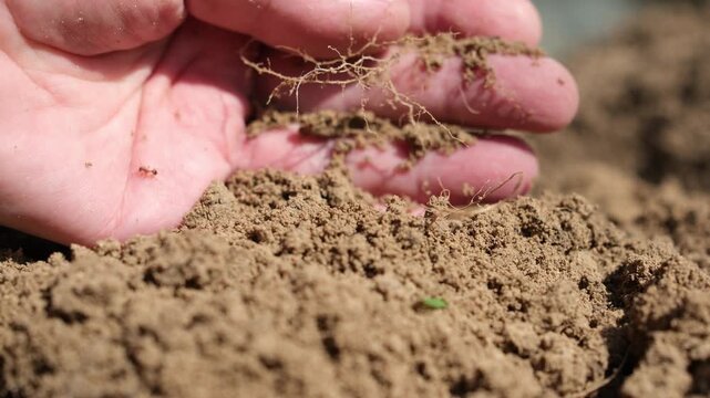 Hand picks up loose clay soil. Sunlight. Ants in dirt. Soil compaction, aeration. Shallow depth of field.