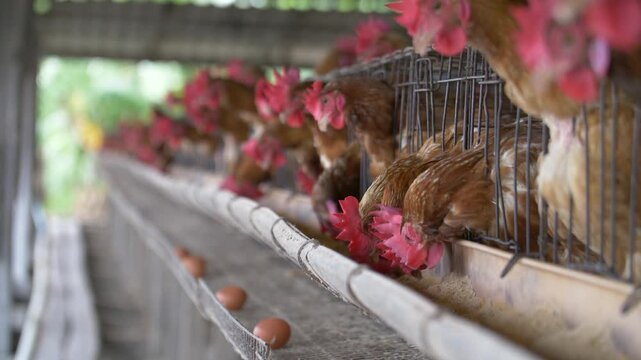 Brown hens in a battery cage system feeding from a trough, with fresh brown eggs on a collection tray. Industrial egg production and commercial poultry farming practices