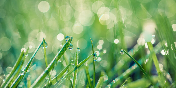 Breathtaking morning grass meadow macro with glistening dew drops, radiant golden sunlight and dreamy bokeh, picturesque fresh nature wallpaper background and stunning summer landscape