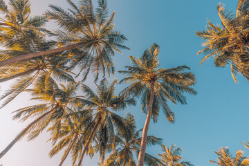 Breathtaking low angle palm trees looking up with radiant tropical sky, gorgeous exotic nature wallpaper and dreamy summer vacation travel tourism background for relaxing tranquil outdoor inspiration