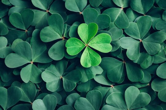 Four leaf clover bringing luck among three leaf shamrocks
