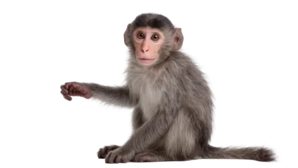 Rollo ohne bohren Affe Young gray baby macaque monkey sitting with outstretched arm  © Isolde