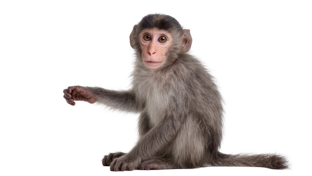 Young gray baby macaque monkey sitting with outstretched arm