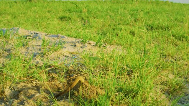 A meerkat (Suricata suricatta) or suricate digging soil deep and eating insects from soil in Kalahari national park of tanzania.