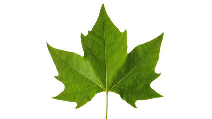 Fototapeta premium Vibrant green Maple leaf with prominent veins and stem