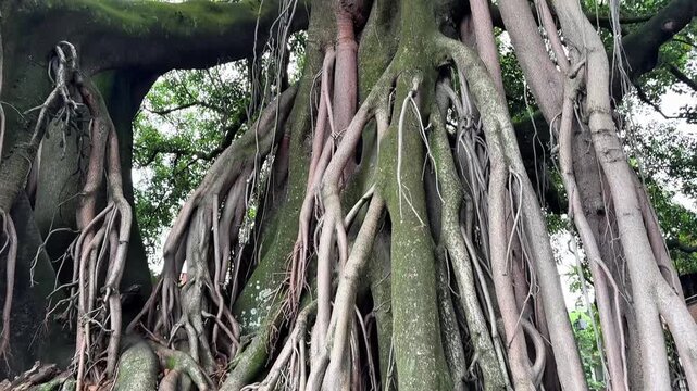 Ancient banyan tree trunk and aerial roots tilting up to the canopy