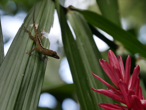 anoli lizard on a leaf next to pink flower of alpinia purpurata, the red ginger,  guadeloupe. Small reptile on tropical foliage with bokeh background 