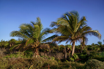 Palm trees and tropical vegetation against clear blue sky © Kai Grim