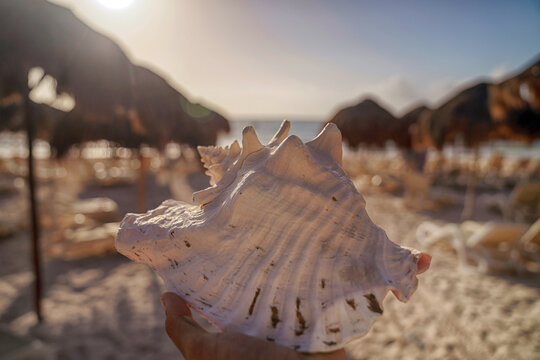 Hand holding large conch shell at tropical beach resort