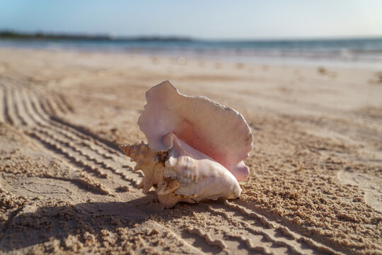Pink conch shell resting on sandy beach at sunrise