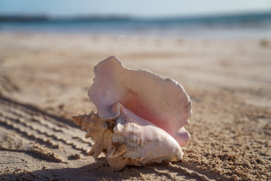 Pink conch shell resting on sandy beach at sunrise