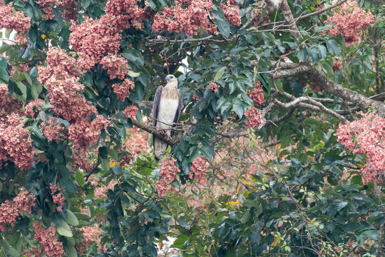 A white-bellied sea eagle perched on top of a tree in the backwaters of Bhadra Tiger Reserve during a boat safari