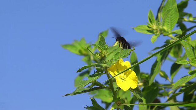 Carpenter bee (Xylocopa sp.) collecting nectar and pollen from yellow primrose flower (Ludwigia octovalvis), showing pollination activity in tropical natural habitat