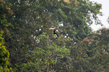 A malabar pied hornbill perched on the top most point on a tree in the backwaters of Bhadra tiger reserve during a boat safari © Chaithanya