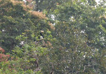 A malabar pied hornbill perched on the top most point on a tree in the backwaters of Bhadra tiger reserve during a boat safari © Chaithanya
