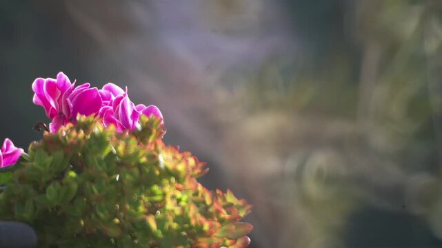 fiori viola in primo piano 