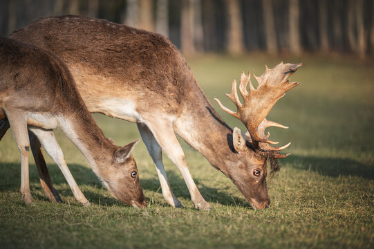 Two fallow deer Dama dama grazing on grass