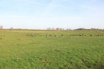 Fototapeta premium Blick auf die Naturlandschaft der Bislicher Insel bei Xanten am Rhein 
