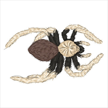 Illustration of a  western desert tarantula. Aphonopelma chalcodes. Colorful, hand-drawn, vector illustration. Picturesque. Unique detailed stylization. Print on sketchbooks, stickers, postcards