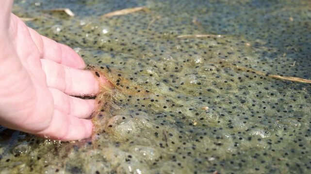 Gelatinous mass of frog eggs in freshwater. Human hand. Amphibian breeding season. Early development stage of tadpoles in natural habitat.