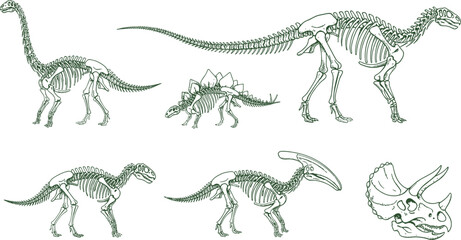 Vector illustration of dinosaur skeletons including sauropod, stegosaurus, theropods, parasaurolophus, and triceratops skull in green line art © Mossadessur Rahman
