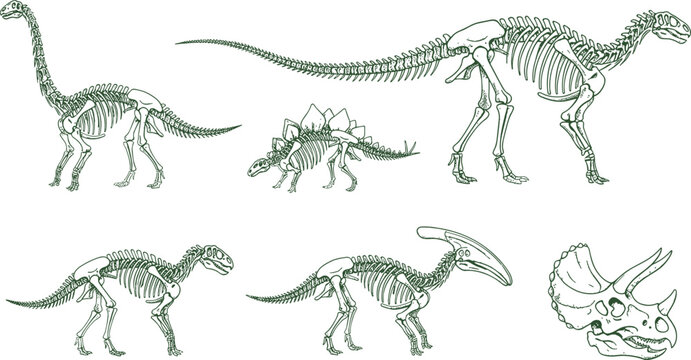 Vector illustration of dinosaur skeletons including sauropod, stegosaurus, theropods, parasaurolophus, and triceratops skull in green line art