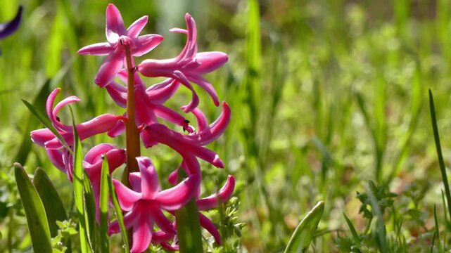 Blooming hyacinth in a spring garden.