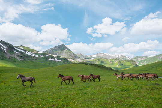 Brown horses run through flowering meadow with view to mountain ridge with snow and sharp pinnacle of triangular shape under lush clouds in blue sky. Vivid green scenery with horse herd in mountains.