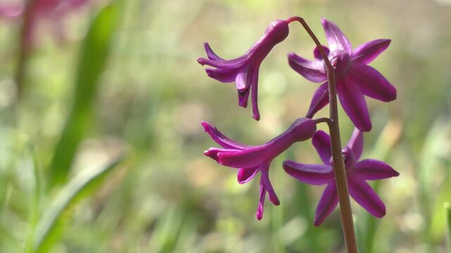 Blooming hyacinth in a spring garden.