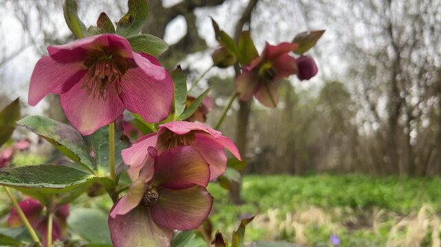 Blooming red hellebore in spring park.