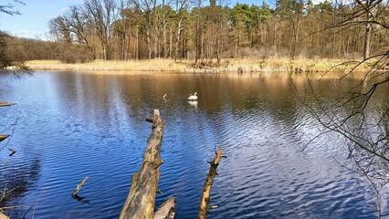 Łabędź w wiosennym słońcu  © WalDec